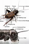 Image result for Cricket Dissection