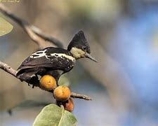 Image result for Hemicircus canente