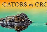 Image result for Alligator vs Crocodile Size Comparison