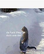 Image result for What's Going On Over There Cat Meme