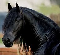 Image result for Friesian Horse Head