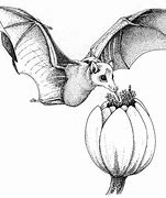 Image result for Fruit Bat South Africa