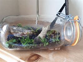 Image result for isopods terrariums ideas