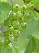 Image result for Greenberry with Two Seeds Grape-Like