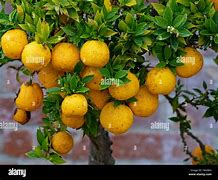 Image result for Ornamental Orange Tree