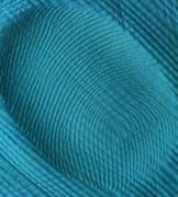 Image result for Plastic Fingerprints
