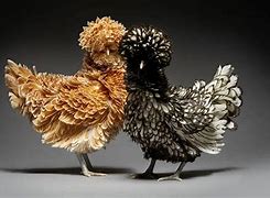 Image result for Coq Cute