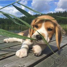 15 Things Beagle Loves To Do | PetPress