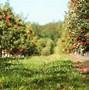 Image result for Upstate NY Apple Orchard