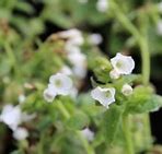 Image result for Pulmonaria Ice Ballet