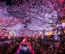 Image result for Cherry Blossom Festival Japan