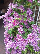 Image result for Clematis Dr Ruppel