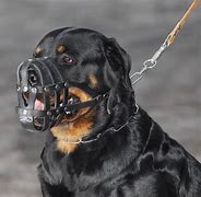 Image result for Rottweiler Dog Muzzle