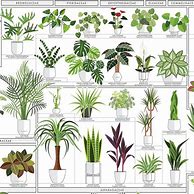 Image result for Common House Plants and Names