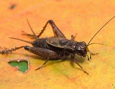 Image result for Grey Striped Cricket
