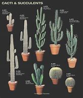 Image result for Common Cactus Types