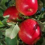 Image result for Dwarf Columnar Honeycrisp Apple Trees
