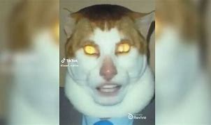 Image result for Cat Revive Meme