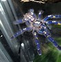 Image result for A Blue Tarantula