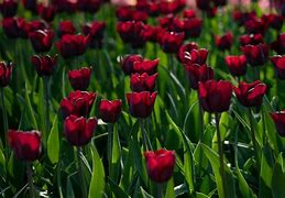 Image result for Tulipa Ronaldo