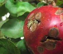 Image result for Yellow Jacket in Apple Tree