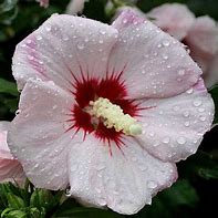 Image result for Hibiscus syriacus Mathilde