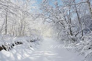 Image result for Winter Wonderland Photography Backdrops