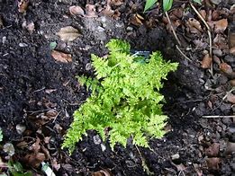 Dryopteris austriaca Crispa Whiteside に対する画像結果