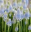 Image result for Muscari Baby Breath