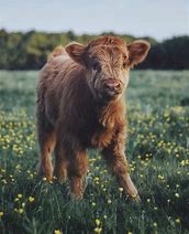 Image result for Cute Cow Wallpaper for Lock Screen On Computer