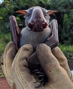Image result for Ground Bat Monster