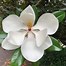 Billedresultat for Magnolia grandiflora