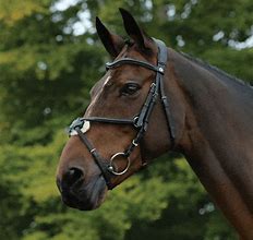 Image result for Chain Bridle