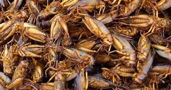 Image result for Chicken Fried Crickets