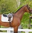 Image result for 8Lbs Old Mill Racing Saddle