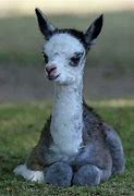 Image result for baby llama