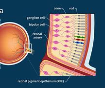 Image result for Retina Drawing Chart