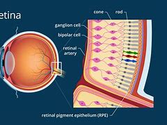 Image result for Retina Eye Diagram