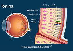 Image result for Retina Eye Diagram