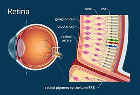 Image result for Retina of Eye Model