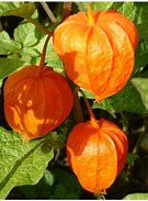 Image result for Physalis alkekengi var. franchetii