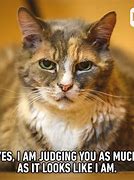 Image result for Judging Look Cat Meme