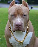 Image result for Pitbull Pies
