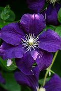 Image result for clematis china purple