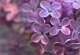 Image result for Purple Flower Petals Wallpaper