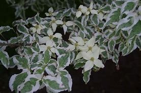 Image result for Cornus kousa Snowboy