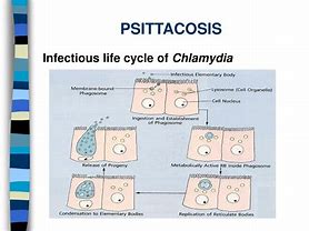 Image result for Psittacosis Life Cycle