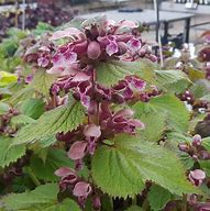 Image result for Lamium orvala