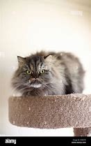 Image result for Mad Persian Cat