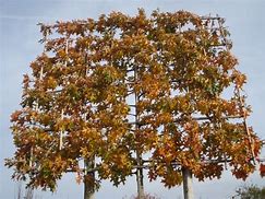 Image result for Quercus palustris Leivorm, voorgeleid tot étage 3